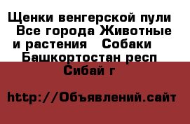 Щенки венгерской пули - Все города Животные и растения » Собаки   . Башкортостан респ.,Сибай г.